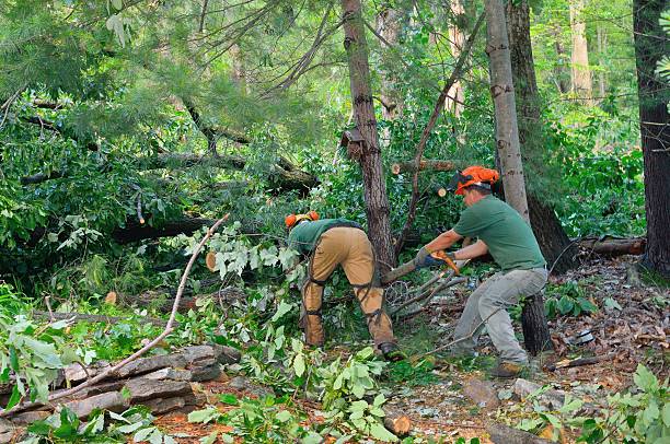 Best Tree Maintenance Programs  in USA